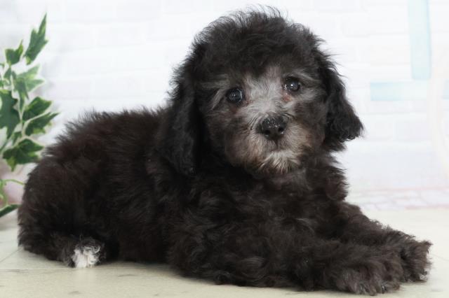 広島県のトイプードル(トイ) (Coo&RIKU福山店/2025年10月16日生まれ/男の子/シルバー)の子犬の2枚目の画像