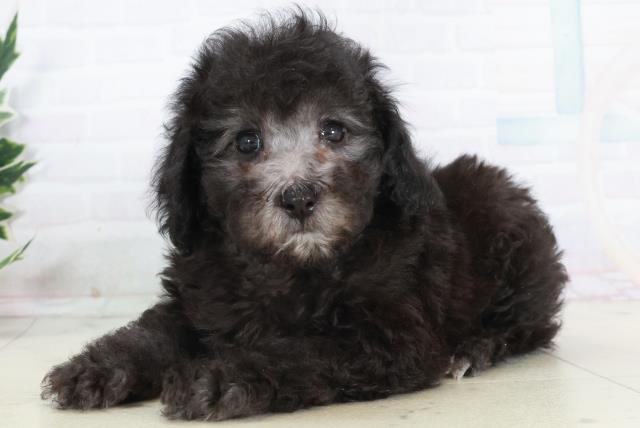 広島県のトイプードル(トイ) (Coo&RIKU福山店/2025年10月16日生まれ/男の子/シルバー)の子犬の3枚目の画像