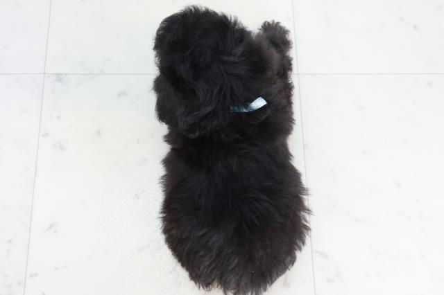 広島県のトイプードル(トイ) (Coo&RIKU福山店/2025年10月16日生まれ/男の子/シルバー)の子犬の4枚目の画像