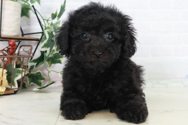 広島県のトイプードル(トイ) (Coo&RIKU広島中央店/2025年10月16日生まれ/女の子/ブラック)の子犬の1枚目の画像