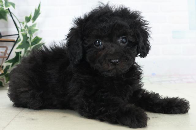 広島県のトイプードル(トイ) (Coo&RIKU広島中央店/2025年10月16日生まれ/女の子/ブラック)の子犬の2枚目の画像