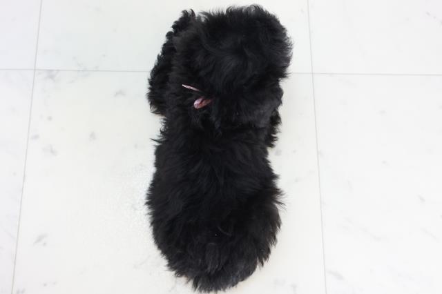 広島県のトイプードル(トイ) (Coo&RIKU広島中央店/2025年10月16日生まれ/女の子/ブラック)の子犬の4枚目の画像