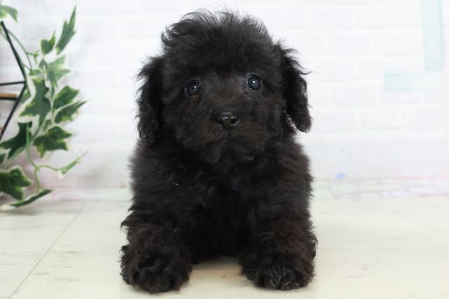 広島県のトイプードル(トイ) (Coo&RIKU広島北店/2025年10月16日生まれ/女の子/ブラック)の子犬の1枚目の画像