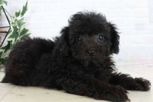 広島県のトイプードル(トイ) (Coo&RIKU広島北店/2025年10月16日生まれ/女の子/ブラック)の子犬の2枚目の画像