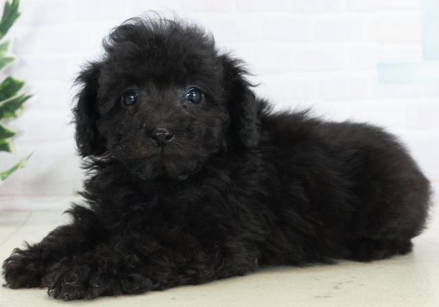 広島県のトイプードル(トイ) (Coo&RIKU広島北店/2025年10月16日生まれ/女の子/ブラック)の子犬の3枚目の画像