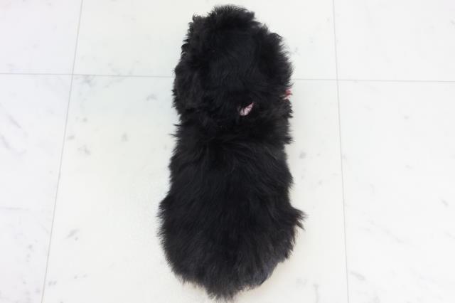 広島県のトイプードル(トイ) (Coo&RIKU広島北店/2025年10月16日生まれ/女の子/ブラック)の子犬の4枚目の画像