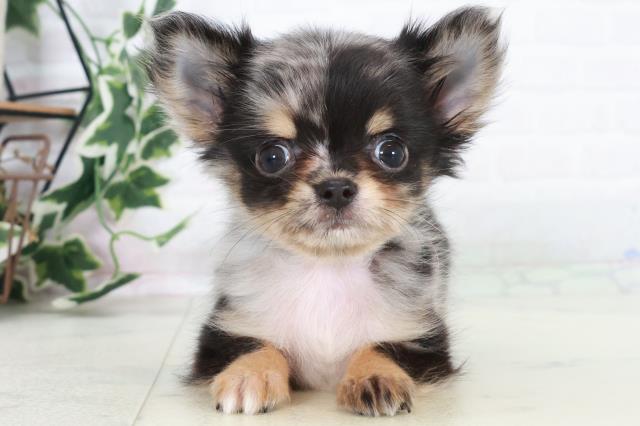 佐賀県のチワワ(ロング) (Coo&RIKU佐賀神埼店/2025年10月16日生まれ/男の子/ブルーマール)の子犬の1枚目の画像