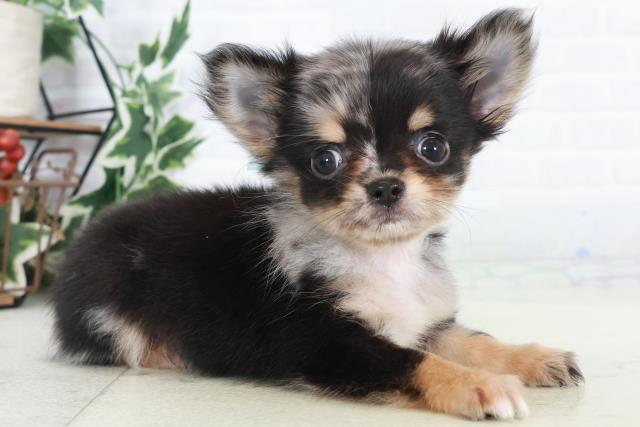 佐賀県のチワワ(ロング) (Coo&RIKU佐賀神埼店/2025年10月16日生まれ/男の子/ブルーマール)の子犬の2枚目の画像