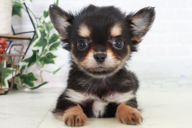 広島県のチワワ(ロング) (Coo&RIKU東広島店/2025年10月16日生まれ/男の子/ブラックタン)の子犬の1枚目の画像