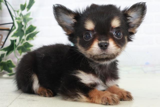 広島県のチワワ(ロング) (Coo&RIKU東広島店/2025年10月16日生まれ/男の子/ブラックタン)の子犬の2枚目の画像