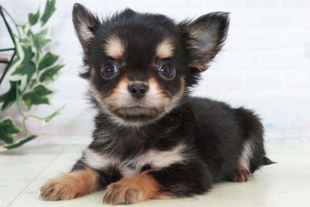 広島県のチワワ(ロング) (Coo&RIKU東広島店/2025年10月16日生まれ/男の子/ブラックタン)の子犬の3枚目の画像