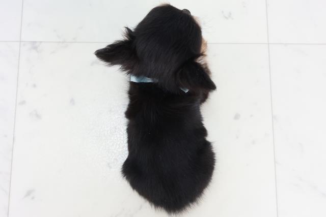 広島県のチワワ(ロング) (Coo&RIKU東広島店/2025年10月16日生まれ/男の子/ブラックタン)の子犬の4枚目の画像