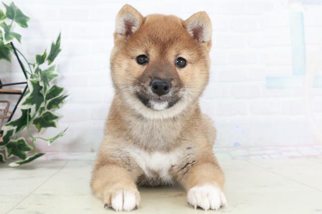 広島県の豆柴 (Coo&RIKU福山店/2025年10月17日生まれ/女の子/赤)の子犬の1枚目の画像