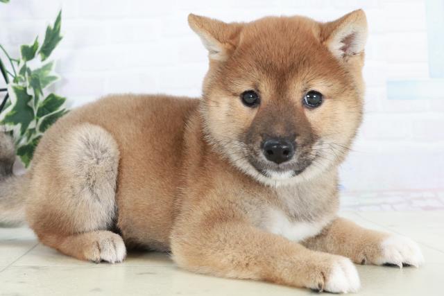 広島県の豆柴 (Coo&RIKU福山店/2025年10月17日生まれ/女の子/赤)の子犬の2枚目の画像