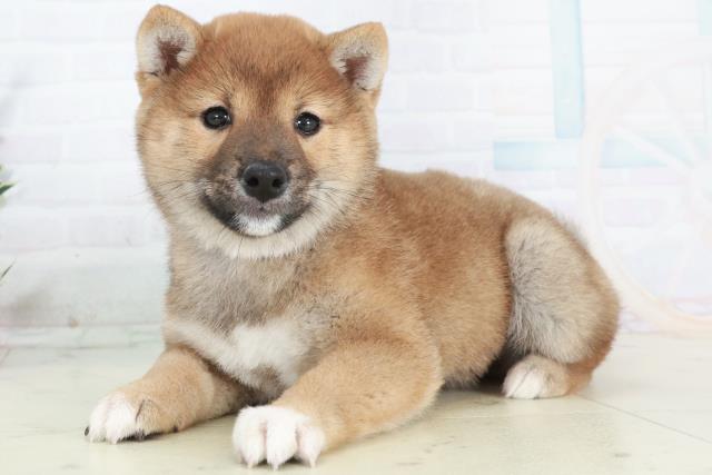 広島県の豆柴 (Coo&RIKU福山店/2025年10月17日生まれ/女の子/赤)の子犬の3枚目の画像