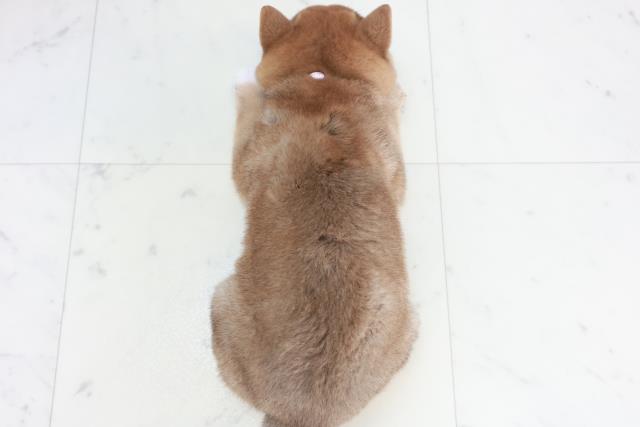 広島県の豆柴 (Coo&RIKU福山店/2025年10月17日生まれ/女の子/赤)の子犬の4枚目の画像