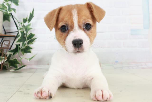 愛媛県のジャックラッセルテリア (Coo&RIKU大洲店/2025年10月17日生まれ/男の子/タンホワイト)の子犬