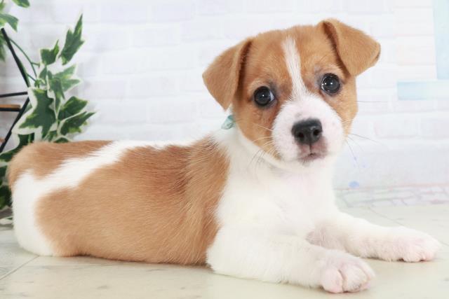 愛媛県のジャックラッセルテリア (Coo&RIKU大洲店/2025年10月17日生まれ/男の子/タンホワイト)の子犬の2枚目の画像