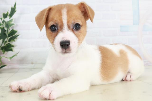 愛媛県のジャックラッセルテリア (Coo&RIKU大洲店/2025年10月17日生まれ/男の子/タンホワイト)の子犬の3枚目の画像