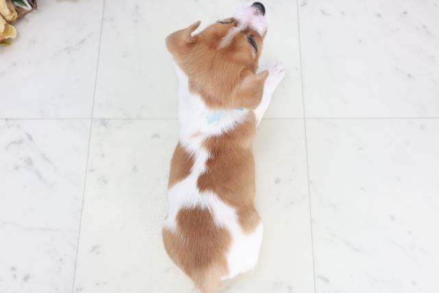 愛媛県のジャックラッセルテリア (Coo&RIKU大洲店/2025年10月17日生まれ/男の子/タンホワイト)の子犬の4枚目の画像