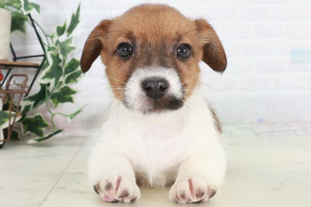 広島県のジャックラッセルテリア (Coo&RIKU東広島店/2025年10月17日生まれ/男の子/タンホワイト)の子犬の1枚目の画像