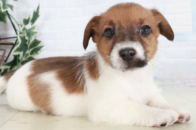 広島県のジャックラッセルテリア (Coo&RIKU東広島店/2025年10月17日生まれ/男の子/タンホワイト)の子犬の2枚目の画像