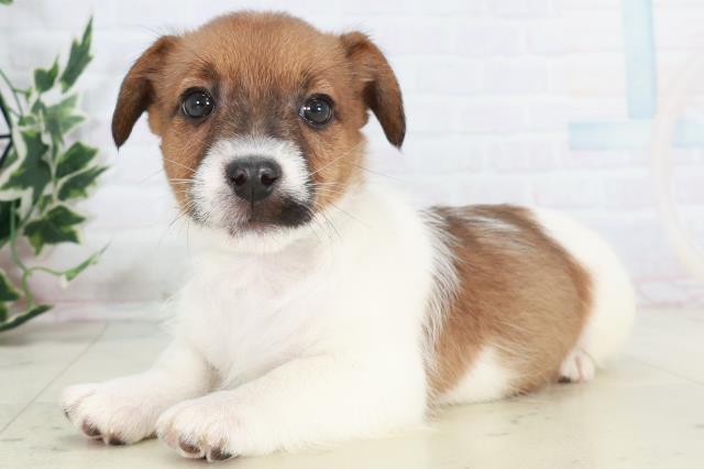 広島県のジャックラッセルテリア (Coo&RIKU東広島店/2025年10月17日生まれ/男の子/タンホワイト)の子犬の3枚目の画像