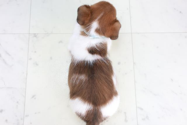 広島県のジャックラッセルテリア (Coo&RIKU東広島店/2025年10月17日生まれ/男の子/タンホワイト)の子犬の4枚目の画像