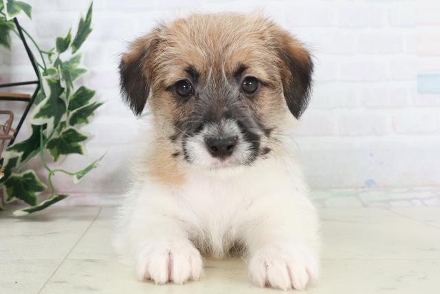 福岡県のジャックラッセルテリア (Coo&RIKU福岡西店/2025年10月17日生まれ/男の子/タンホワイト)の子犬の1枚目の画像