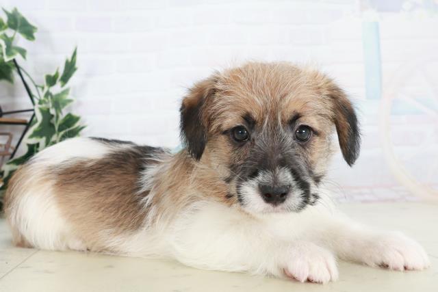 福岡県のジャックラッセルテリア (Coo&RIKU福岡西店/2025年10月17日生まれ/男の子/タンホワイト)の子犬の2枚目の画像