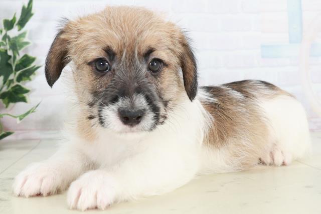 福岡県のジャックラッセルテリア (Coo&RIKU福岡西店/2025年10月17日生まれ/男の子/タンホワイト)の子犬の3枚目の画像