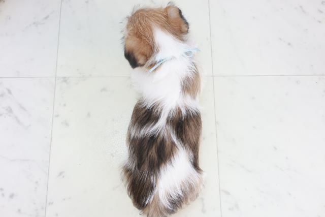 福岡県のジャックラッセルテリア (Coo&RIKU福岡西店/2025年10月17日生まれ/男の子/タンホワイト)の子犬の4枚目の画像