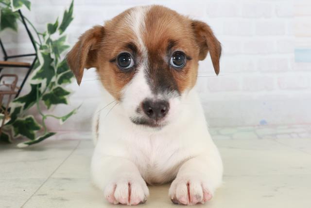 山口県のジャックラッセルテリア (Coo&RIKUサンパークあじす店/2025年10月17日生まれ/女の子/タンホワイト)の子犬の1枚目の画像