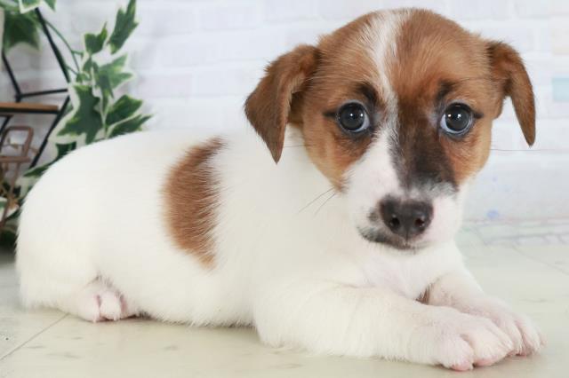 山口県のジャックラッセルテリア (Coo&RIKUサンパークあじす店/2025年10月17日生まれ/女の子/タンホワイト)の子犬の2枚目の画像