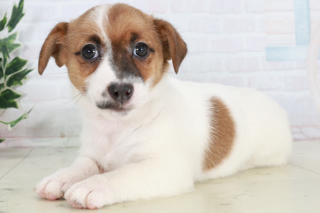 山口県のジャックラッセルテリア (Coo&RIKUサンパークあじす店/2025年10月17日生まれ/女の子/タンホワイト)の子犬の3枚目の画像