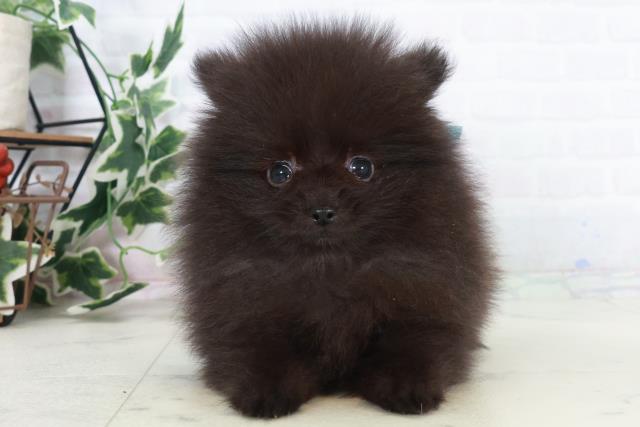 長崎県のポメラニアン (Coo&RIKU長崎浜町店/2025年10月18日生まれ/男の子/ブラック)の子犬の1枚目の画像