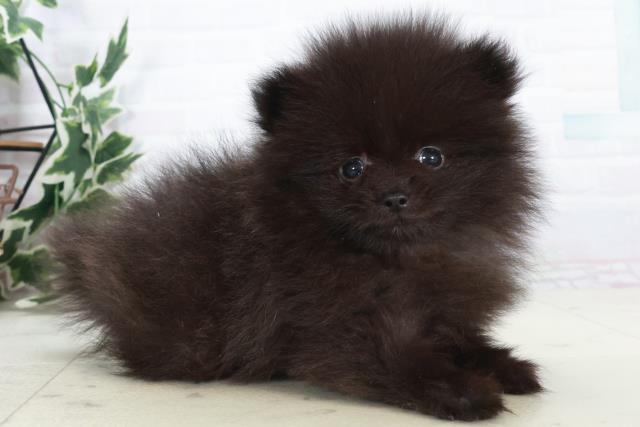 長崎県のポメラニアン (Coo&RIKU長崎浜町店/2025年10月18日生まれ/男の子/ブラック)の子犬の2枚目の画像