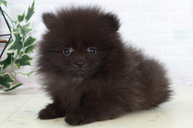 長崎県のポメラニアン (Coo&RIKU長崎浜町店/2025年10月18日生まれ/男の子/ブラック)の子犬の3枚目の画像