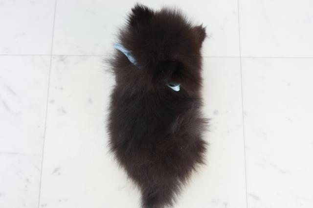 長崎県のポメラニアン (Coo&RIKU長崎浜町店/2025年10月18日生まれ/男の子/ブラック)の子犬の4枚目の画像
