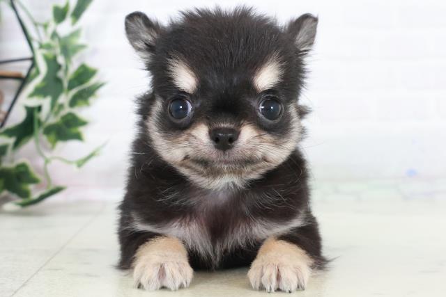 広島県のチワワ(ロング) (Coo&RIKU福山店/2025年10月18日生まれ/男の子/ブラックタン)の子犬の1枚目の画像