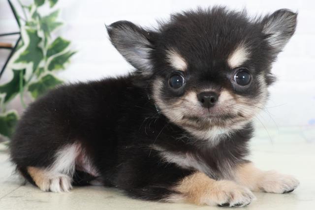 広島県のチワワ(ロング) (Coo&RIKU福山店/2025年10月18日生まれ/男の子/ブラックタン)の子犬の2枚目の画像