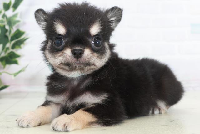 広島県のチワワ(ロング) (Coo&RIKU福山店/2025年10月18日生まれ/男の子/ブラックタン)の子犬の3枚目の画像