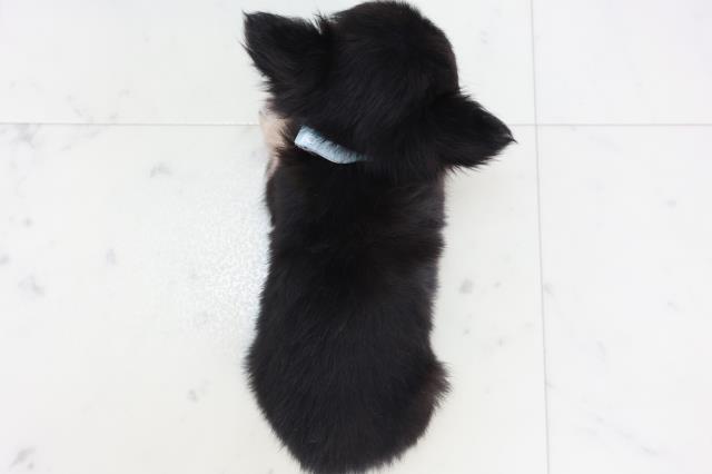 広島県のチワワ(ロング) (Coo&RIKU福山店/2025年10月18日生まれ/男の子/ブラックタン)の子犬の4枚目の画像