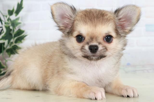 広島県のチワワ(ロング) (Coo&RIKU広島中央店/2025年10月18日生まれ/女の子/ブルークリームホワイト)の子犬の2枚目の画像