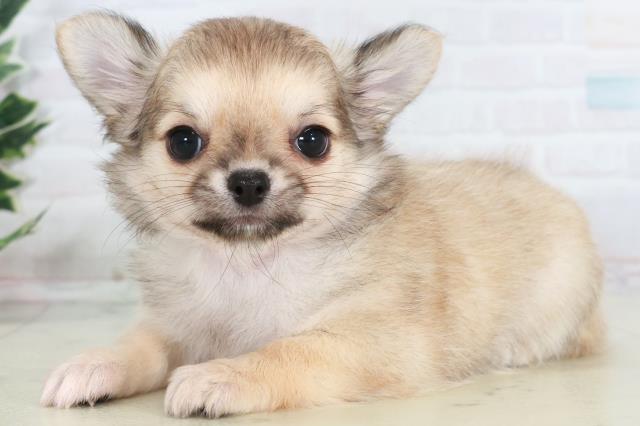 広島県のチワワ(ロング) (Coo&RIKU広島中央店/2025年10月18日生まれ/女の子/ブルークリームホワイト)の子犬の3枚目の画像