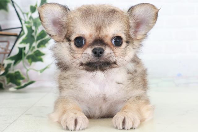 高知県のチワワ(ロング) (Coo&RIKUのいち店/2025年10月18日生まれ/女の子/フォーンホワイト)の子犬の1枚目の画像