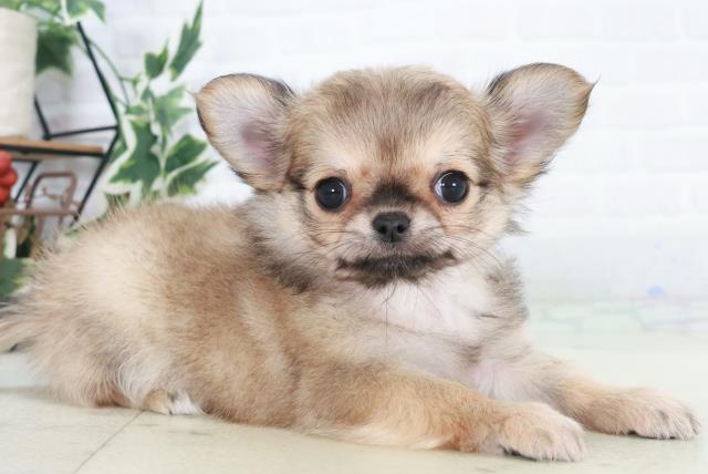 高知県のチワワ(ロング) (Coo&RIKUのいち店/2025年10月18日生まれ/女の子/フォーンホワイト)の子犬の2枚目の画像