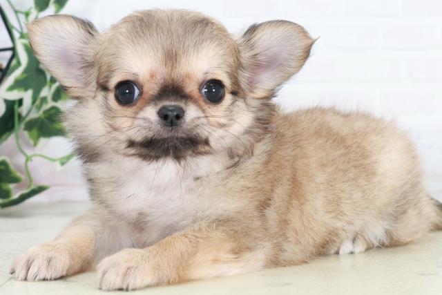 高知県のチワワ(ロング) (Coo&RIKUのいち店/2025年10月18日生まれ/女の子/フォーンホワイト)の子犬の3枚目の画像