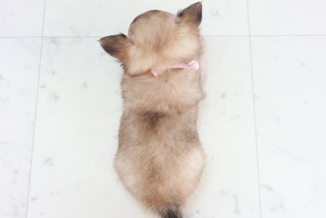 高知県のチワワ(ロング) (Coo&RIKUのいち店/2025年10月18日生まれ/女の子/フォーンホワイト)の子犬の4枚目の画像