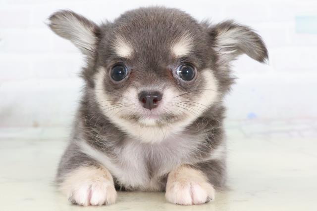 広島県のチワワ(ロング) (Coo&RIKUゆめタウン大竹店/2025年10月18日生まれ/女の子/ブルークリームホワイト)の子犬の1枚目の画像